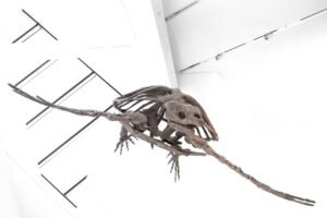 What a 240-Million-Year-Old ‘Pig-Turtle’ Fossil Teaches Us About How Science Works